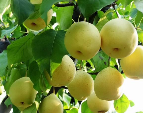 gellygen gellyg dessert.jpg canned pear dessert.jpg